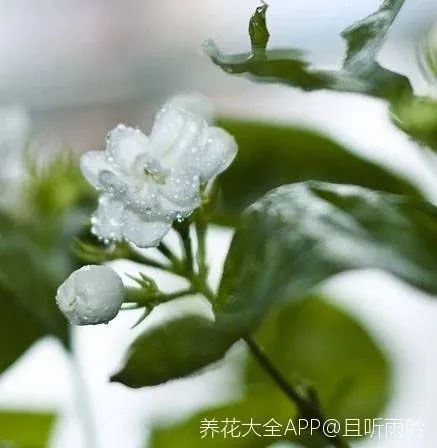 茉莉花后赶紧剪,剪完就开花,一直剪一直开