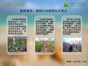 果树栽培 桃树长枝修剪技术要点