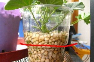 花盆里掺上 小东西 ,变成 万能营养土 ,养花全年不烂根
