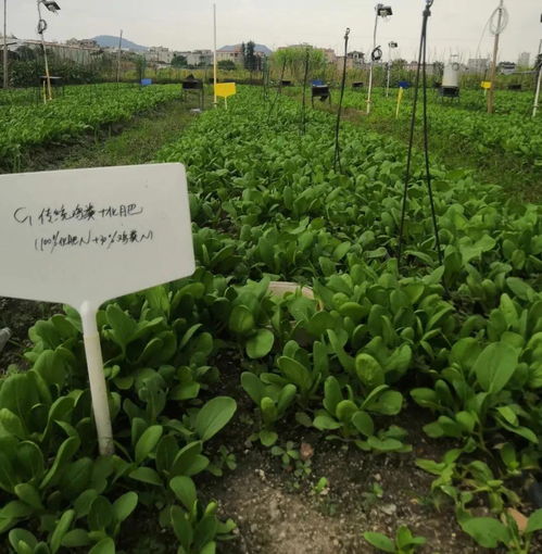 美天环保餐厨垃圾处理设备产出的有机肥田间试验种植反馈