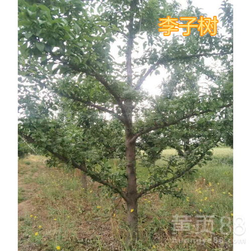【昌吉10公分李子树价格,5公分李子树产地】- 黄页88网