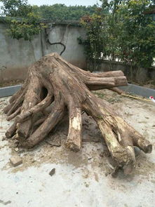 我这个树根怎么设计