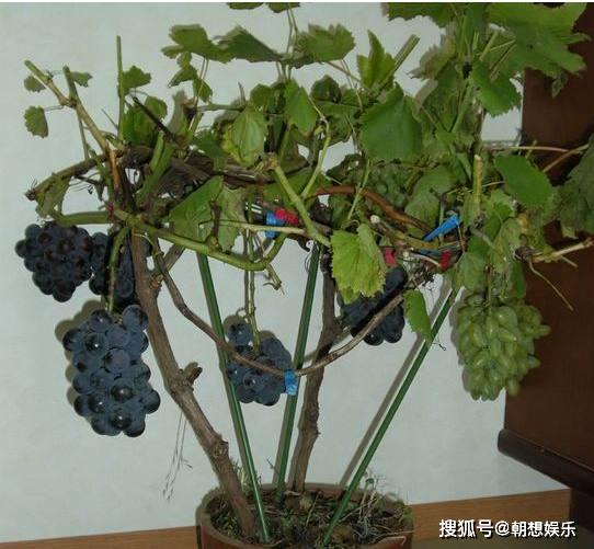 这几种水果盆栽就爱爆盆,易活好养随便种种,都能吃上大半年
