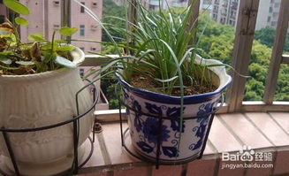 阳台花盆里长白色大虫子是什么_阳台花盆里长白