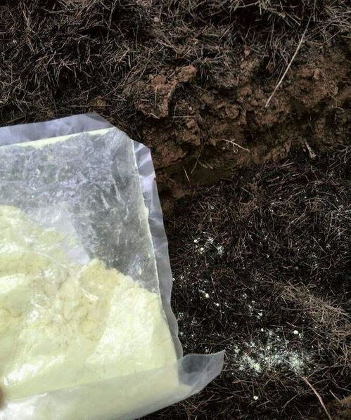 你家附近有这种树吗,树下挖几铲,胜过营养土,多年的虫卵要除净