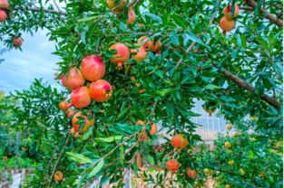盆栽石榴树怎么管理、盆栽石榴树的种植与管理