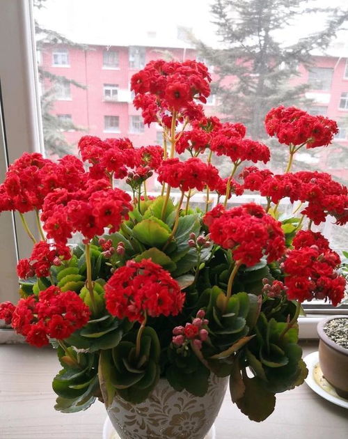 长寿花生虫 没关系,3招就解决,啥虫都消灭,效果杠杠的