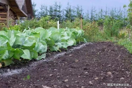 木炭用来养花的9个作用,对植物的生长有很好的促进作用
