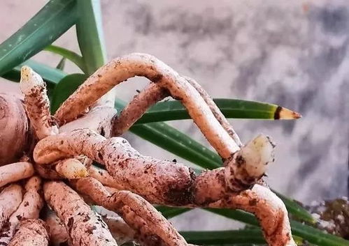 种植兰花,能不能经常浇灌多菌灵 兰友 每天吃头孢试试