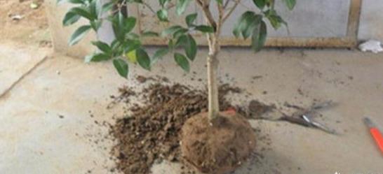 黄土坨桂花小苗用这种土壤上盆,疏松又营养,不用缓苗长得旺