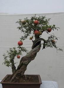 盆栽石榴树怎么养,需要注意什么