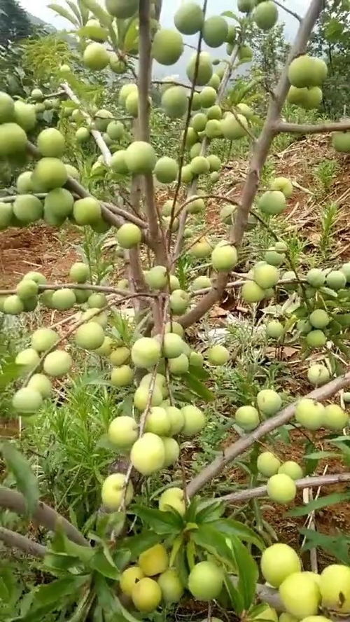 蜜一样甜的李子种植产量高好管理