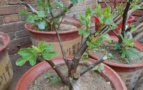 2种果树,摘个枝,插土15天能生根,3年后,结的 果子 吃不完