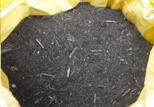 养花怕生虫 4个方法除隐患,土壤没虫卵病菌,养啥旺啥