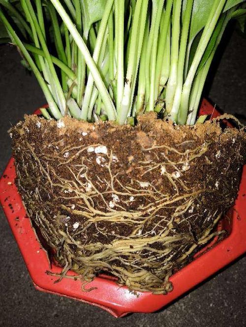 土壤板结像砖头,4个方法学会,花卉呼吸特畅快