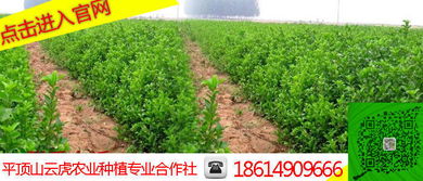 山西冬青苗木价格