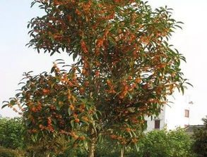 桂花树是鬼树 家里能不能种桂花树