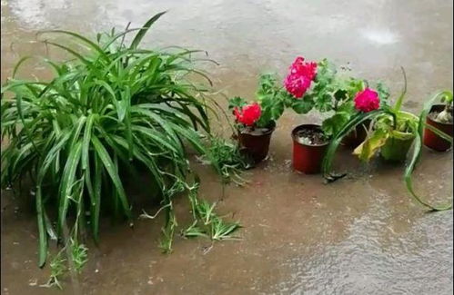 花盆里出现这东西,预示着该换盆了,不然一浇水就烂根