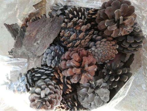 花盆里出现这东西,预示着该换盆了,不然一浇水就烂根