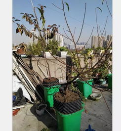 楼顶果树种植的尝试 二