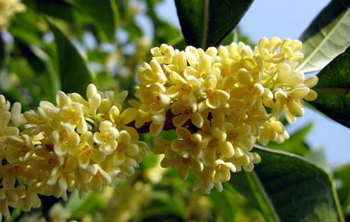 又到了吃桂花糕的季节,还是小时候的味道