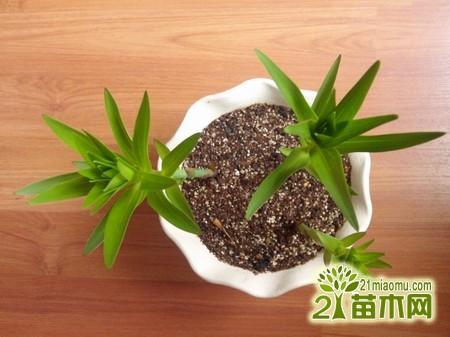 种百合需要什么样的土壤