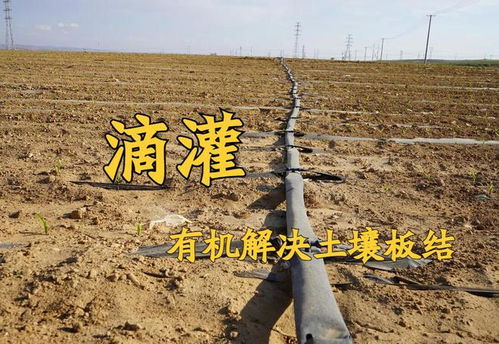 土壤板结,重要的因素是 土壤透气性差 造成的,做好三点即可