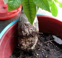 花死透也别扔,掐根枝掰个叶,爆盆分分钟