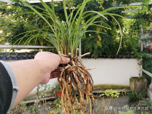 新栽的兰花什么时候浇水 当时就浇和隔几天再浇,其实都不完全对