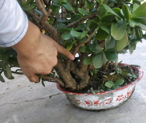 换盆后三大禁忌