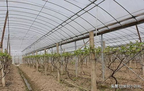 大棚葡萄萌芽后,这几项重要的管理是需要特别注意的
