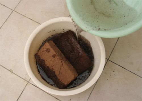 椰砖土适合养什么植物 别乱使用,不然容易沤根腐烂