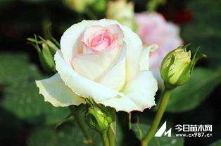 盆栽月季花怎么养 对环境有什么要求