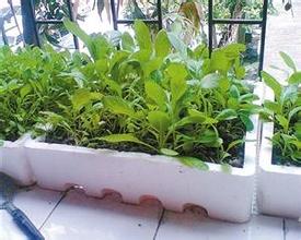 解析 塑料泡沫箱种菜吃会致癌