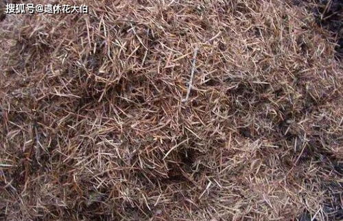 泥炭土和松针土哪个养花好、松针泥炭土可以养