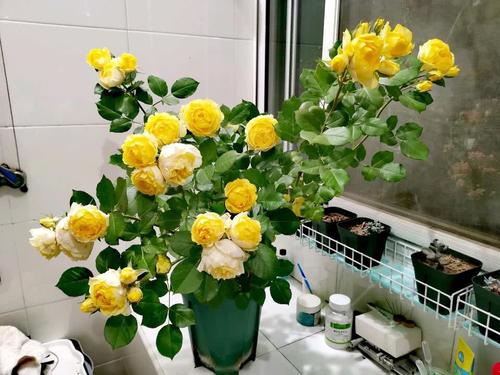淘米水养花,用对了才是肥水,新叶花苞蹭蹭长,花开一茬接一茬 花卉