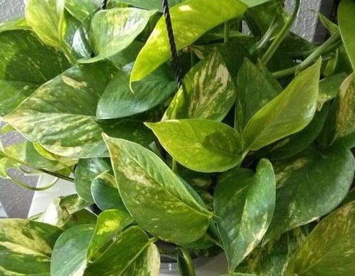 养绿萝简单,不需花费心思管理 掌握4点,植株方能不黄叶烂根