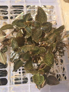 现在哪里有诚心收购竹林下种植的金线莲 我们基地不是大棚种植,纯天然,吃阳光喝雨露长大