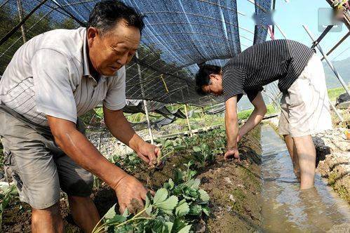 草莓定植死苗的原因有哪些 这样做就能避免