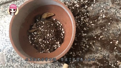 营养土能用多长时间;营养土可以直接使用吗