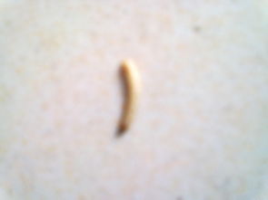 我家床上红红的 蠕动的长条虫子是什么虫啊,怎么去除