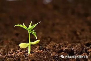 好的土壤只有一个标准 你家是吗 