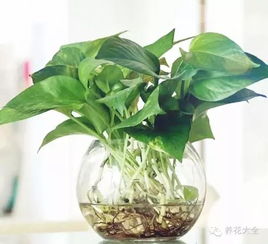 从水培绿萝到水培发财树,全能水培手册好强大