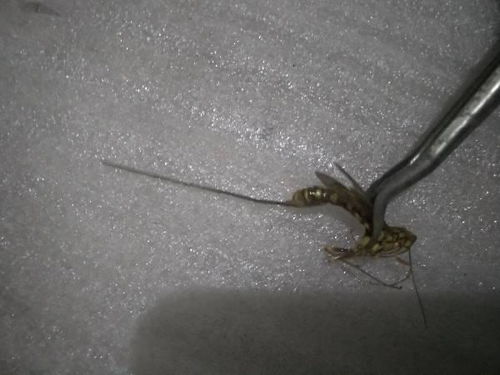 昆虫识别图鉴扫一扫