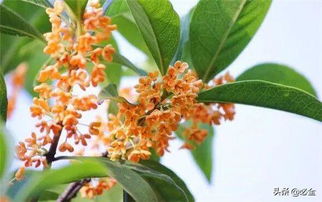 种桂花树禁忌以及养殖的常见问题