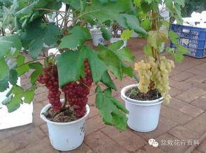 盆栽葡萄技能全在这里了