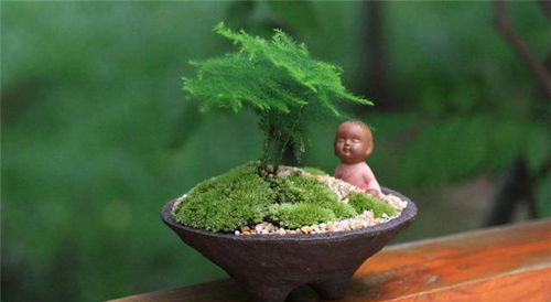 花盆土壤板结,不要浇水,浇完就烂根,不要继续错了