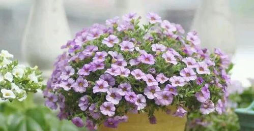 4种花春天必须养,开花多得数不清,家里变成小花园