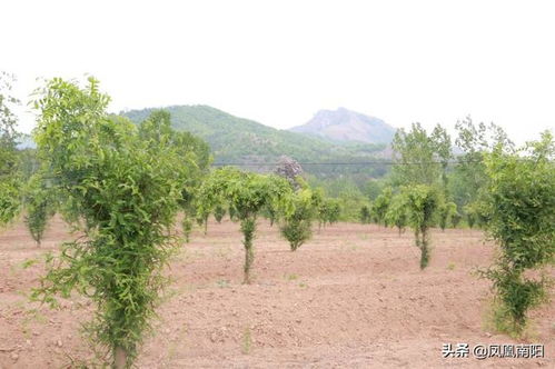 握指成拳聚合力 南召县联合党组织为决胜脱贫攻坚凝聚磅礴合力
