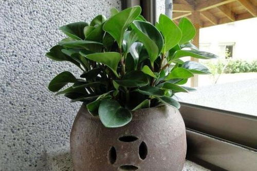 8月初给花草植物换盆土,这些操作需谨慎,不然什么花也养不活